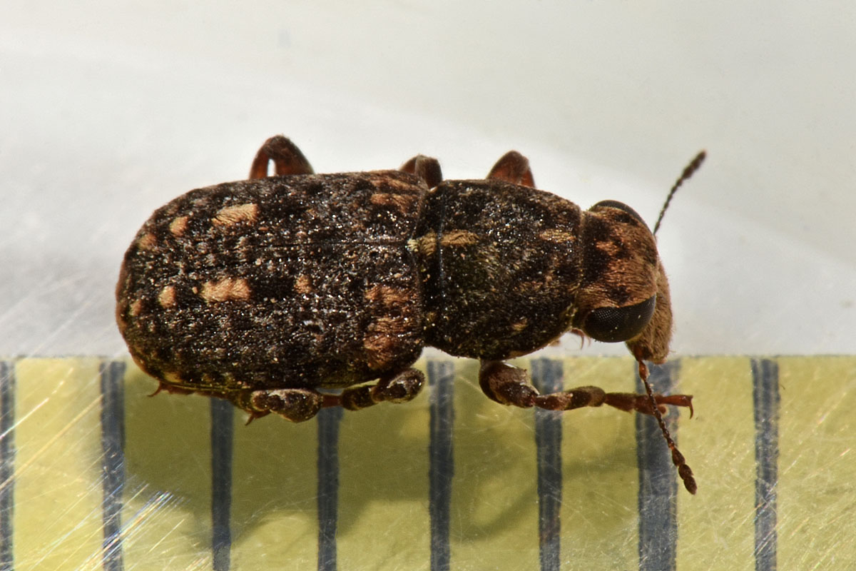 Anthribidae: Ulorhinus bilineatus